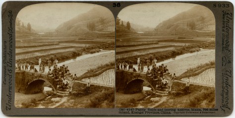 Rice Paddies, Kiangsi