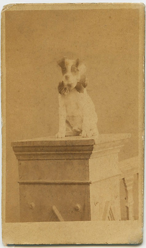 Jack Russell Dog in Circus Ruff, Uruguay