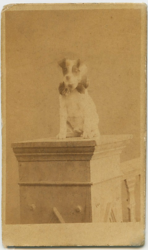 Jack Russell Dog in Circus Ruff, Uruguay