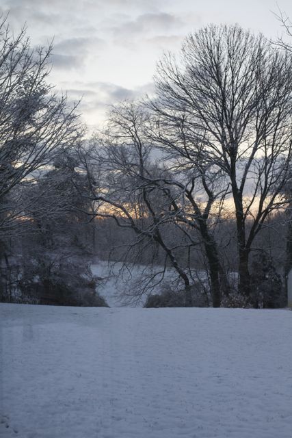 Sunrise, Trees, Christmas Day 2012