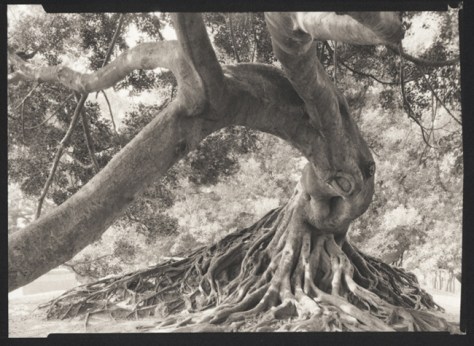 Ficus, Recoleta, Buenos Aires