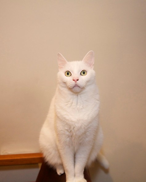 Frosty, Gary Fong "cloud"