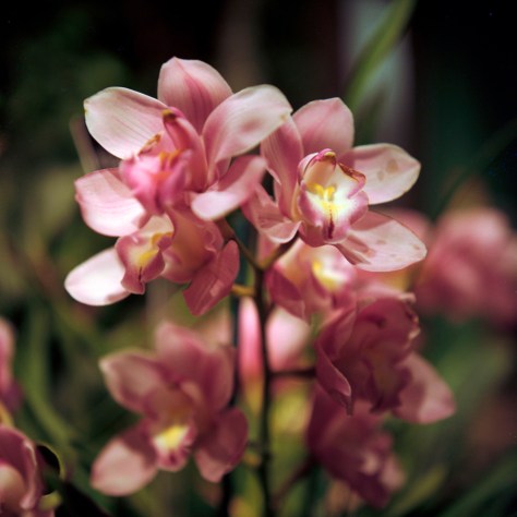 Pink Dendrobium