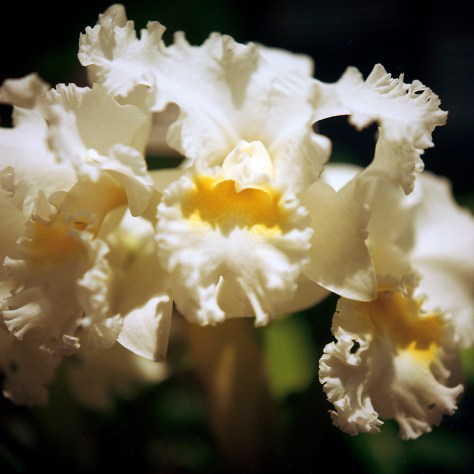 White Cattleya