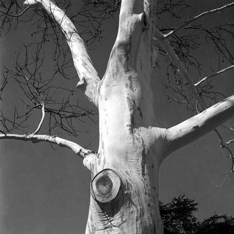White Tree, Franklin Square
