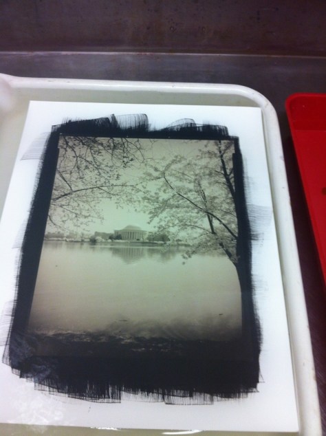 Jefferson Memorial, Cherry Blossoms