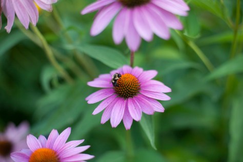 Bee, Cone Flower
