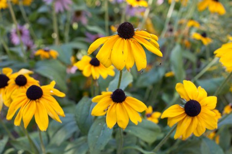Black-Eyed Susans