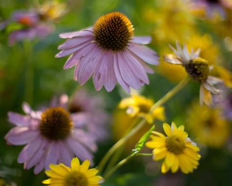 Cone Flower, Backlit