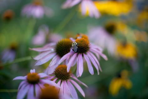 Bee, Cone Flowers
