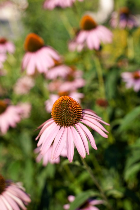 Cone Flowers