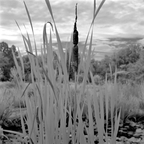 Cattails, Kenilworth Gardens