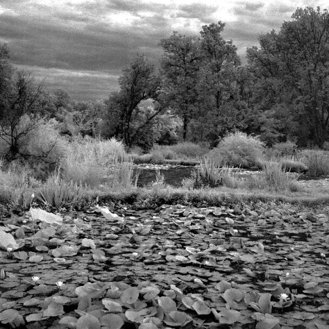 Lily Ponds, Kenilworth Gardens