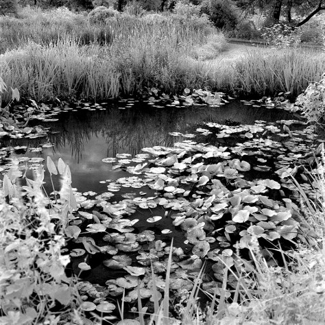 Lily Pond, Kenilworth Gardens