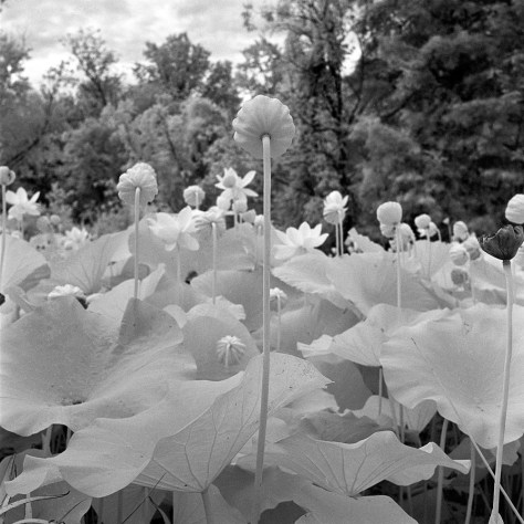Lotus Flower "Showerheads", Kenilworth Gardens
