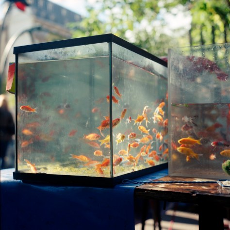 Fishtank, Marche, Ile de la Cité