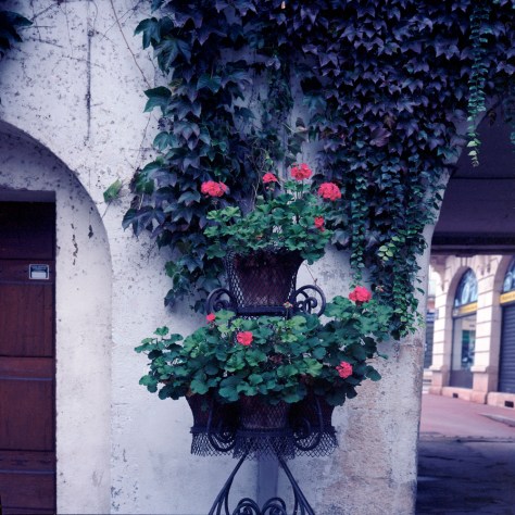 Geraniums, Doors, Courtyard, Chalon
