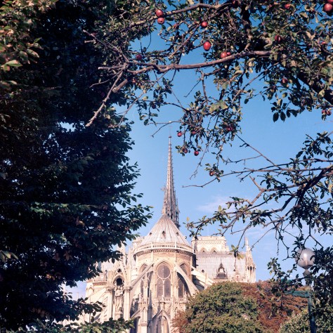 Notre Dame, Apple Tree
