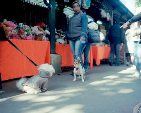 Parisian Puppy Confrontation