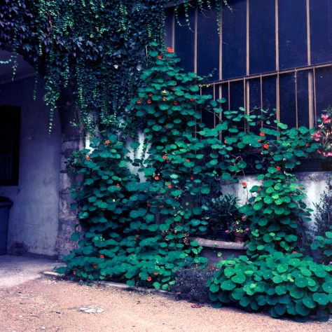 Vines, Windows, Courtyard, Chalon