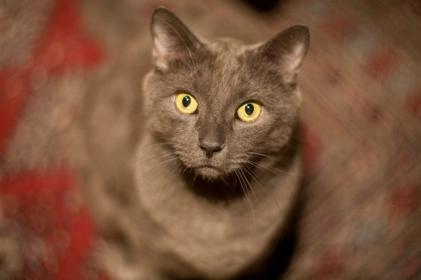 Chub-Chub, swirly background