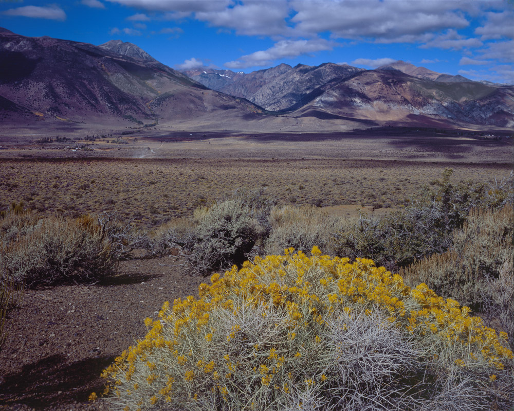 Golden Bush, Mono Lake