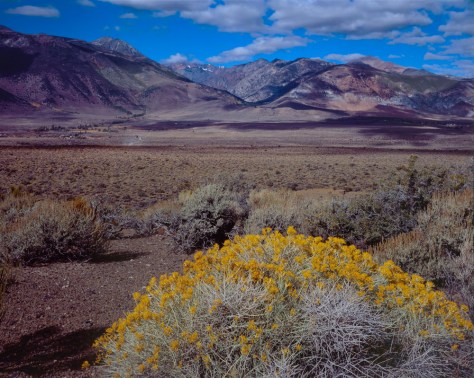 Golden Bush, Mono Lake