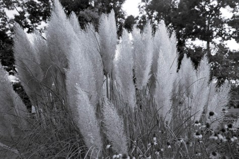 Grasses, Evening Light, Glen Echo