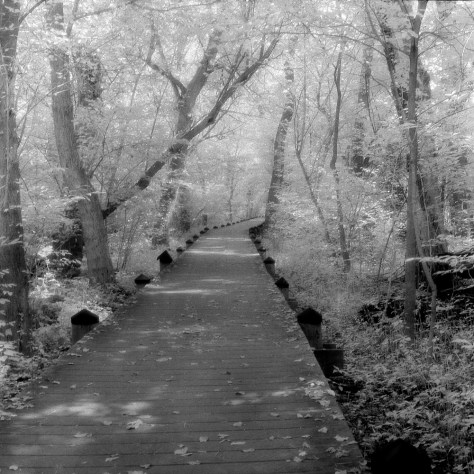 Boardwalk Path, Teddy Roosevelt Island