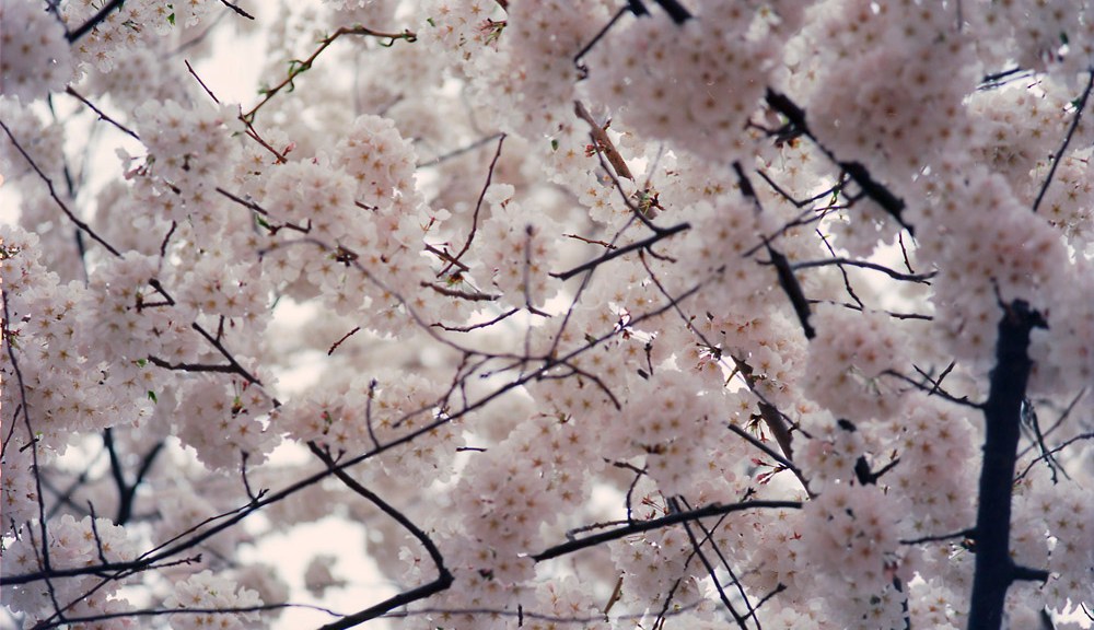Cherry Blossoms, 2015