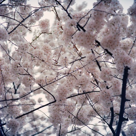 Cherry Blossoms, 2015