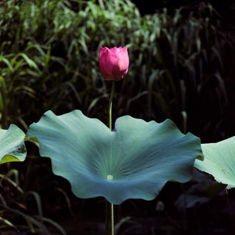Lotus Blossom, National Zoo