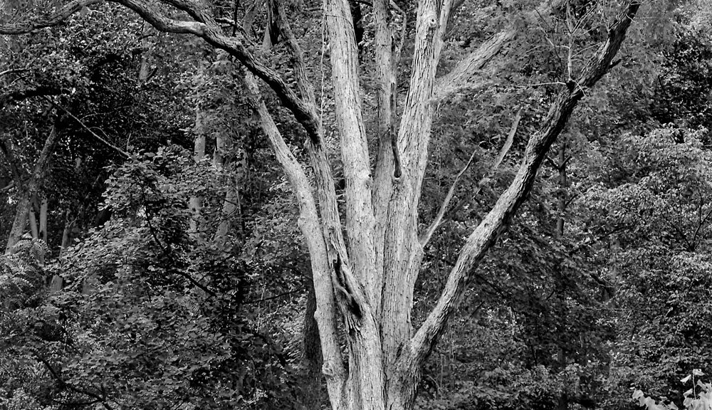Shaggy Bark, Rock Creek