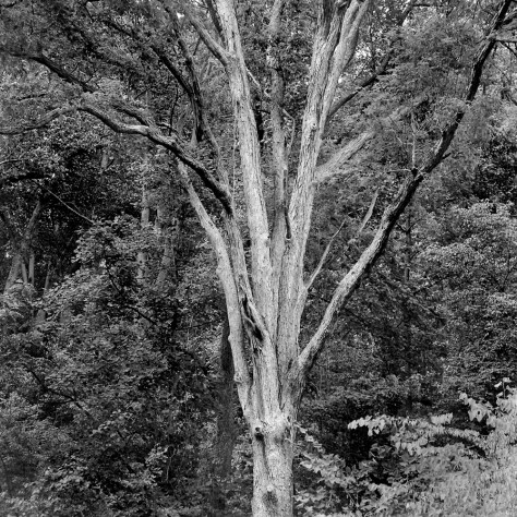 Shaggy Bark, Rock Creek
