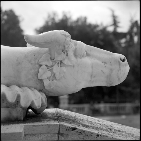Bulls Head, Profile, Villa Borghese