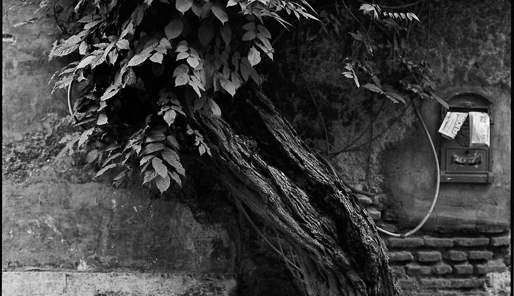 Tree, Mailbox, Trastevere