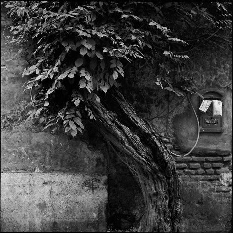 Tree, Mailbox, Trastevere