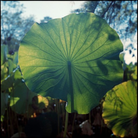 Lotus Leaf
