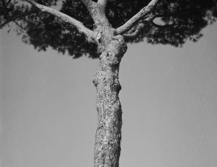 Umbrella Pine, Via Fori Imperiali