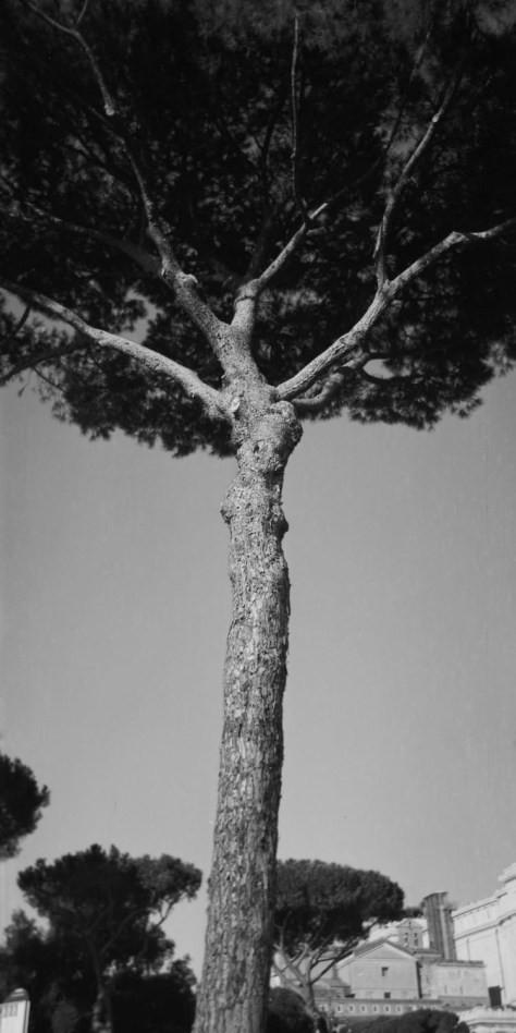 Umbrella Pine, Via Fori Imperiali