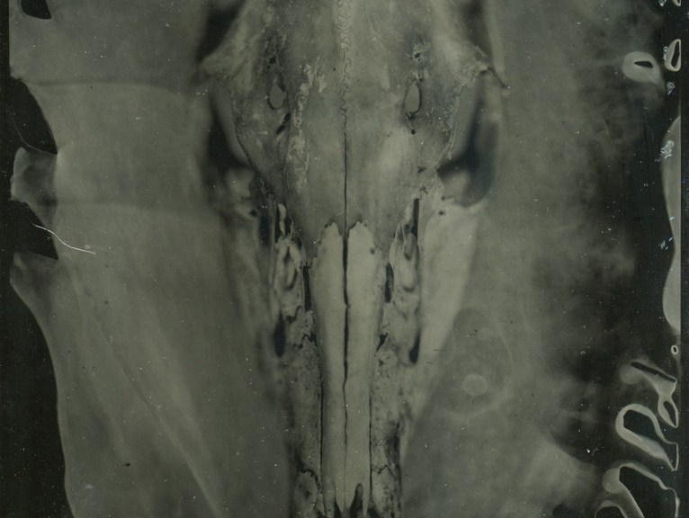 Skull, by Atalie Day Brown