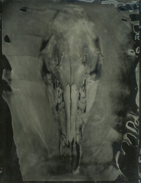 Skull, by Atalie Day Brown