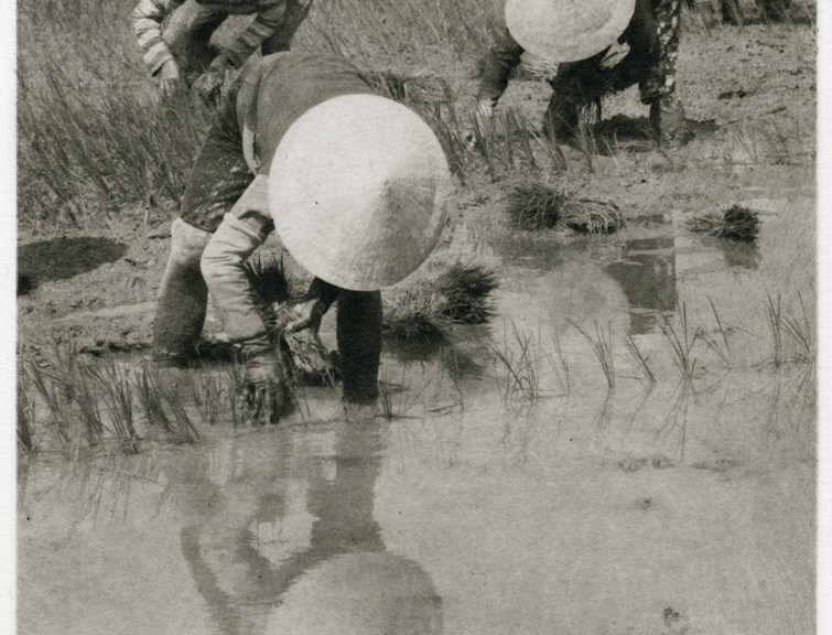 Planting Rice, by Barbara Maloney