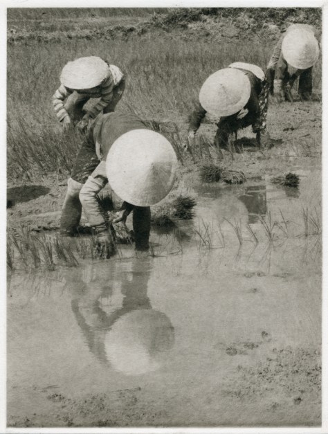 Planting Rice, by Barbara Maloney