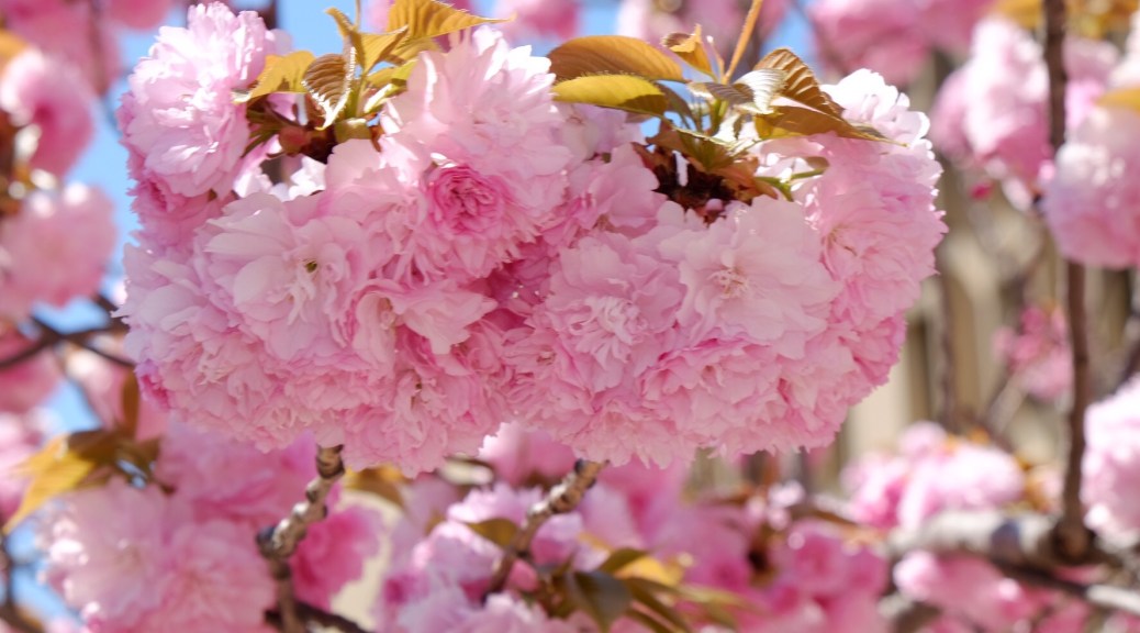 Pink Blossoms