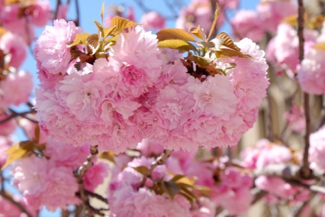 Pink Blossoms