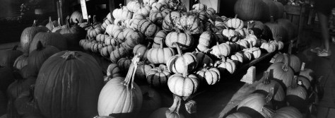 PumpkinsWholeFoodsGW617